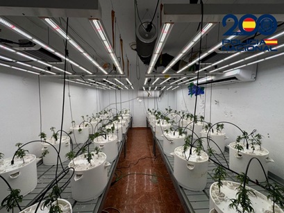 Cuatro detenidos tras desmantelar en Linares-Baeza (Jaén) cuatro laboratorios de marihuana junto a un colegio