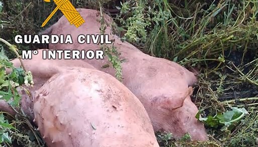 Imagen de Penas de cárcel para dos vecinos de Linares  por emprenderla a golpes con cerdos para robarlos