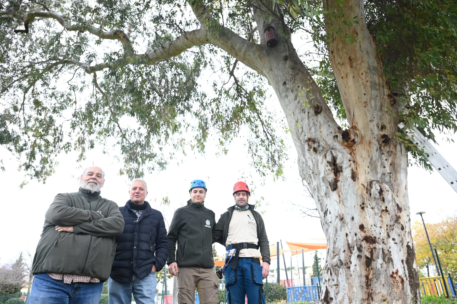 Imagen de Linares impulsa un plan para la recuperación del autillo europeo en el entorno urbano