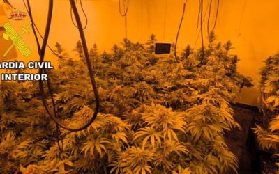 Dos detenidos al desmantelar una plantación de marihuana de alto rendimiento en una vivienda de Ribera Alta